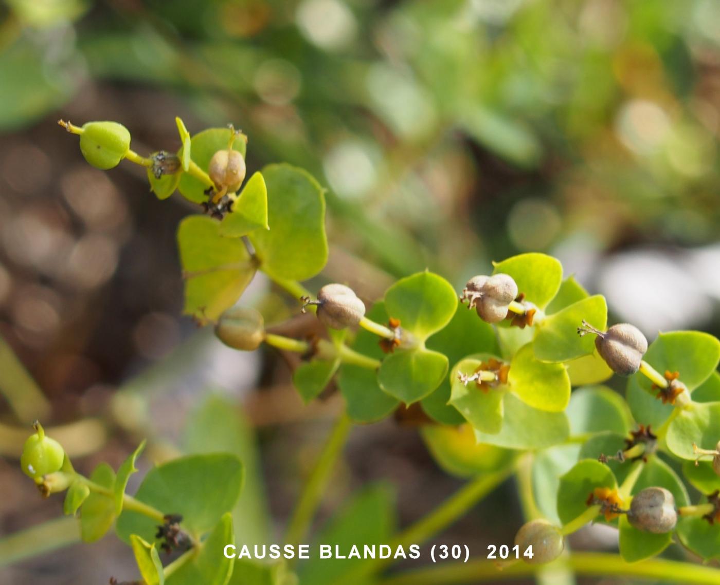 Spurge, [of Nice] fruit